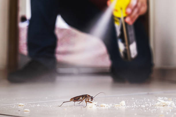 Best Local Pest Control Services  in Shenandoah, IA
